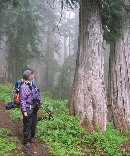 A hiker marvels at giant ancient Alaska yellow cedars on the Laughingwater - photo 9