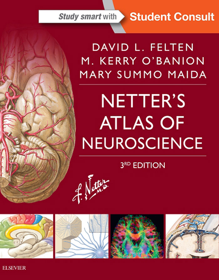 Netters Atlas of Neuroscience 3rd Edition David L Felten MD PhD Chairman - photo 1