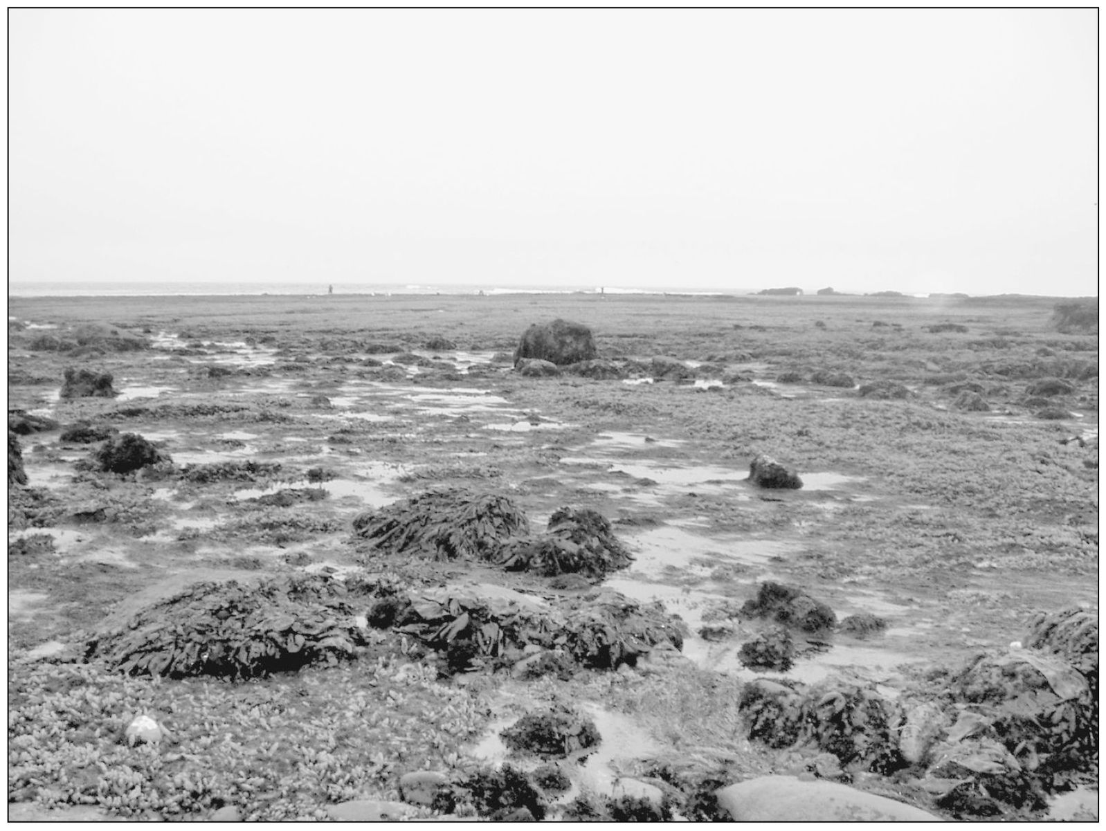 At especially low tides the tidal flats off Pillar Point are exposed for a - photo 5