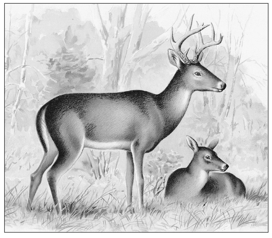 Deer were the principal source of meat for the Ohlones although they also ate - photo 6