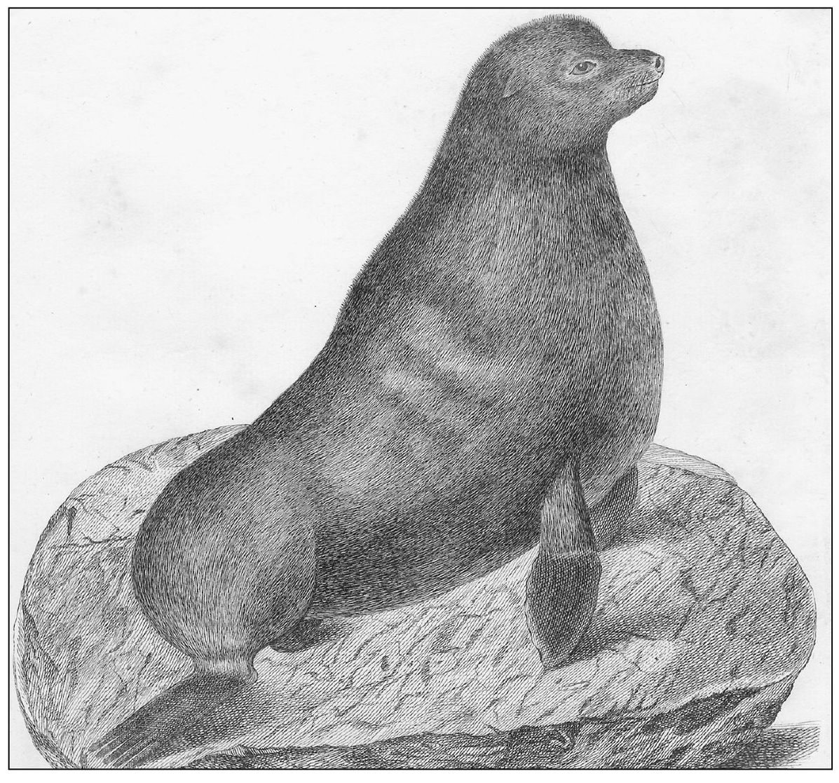 Naturalist Johann CD Schreber published Mammals Illustrated from Nature in - photo 8