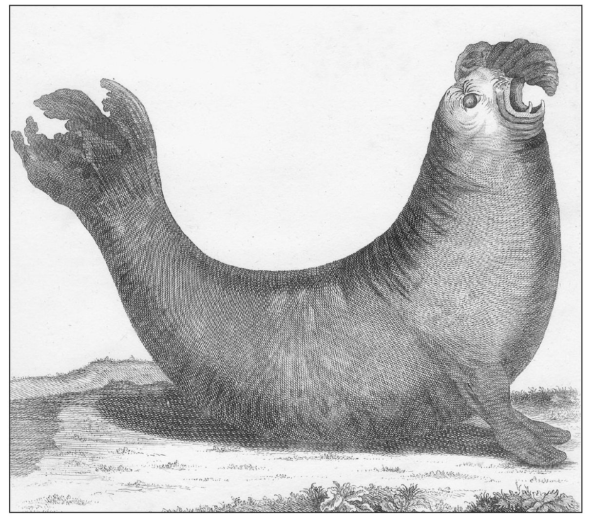 Sea elephants were common in the area at one time but they almost disappeared - photo 9