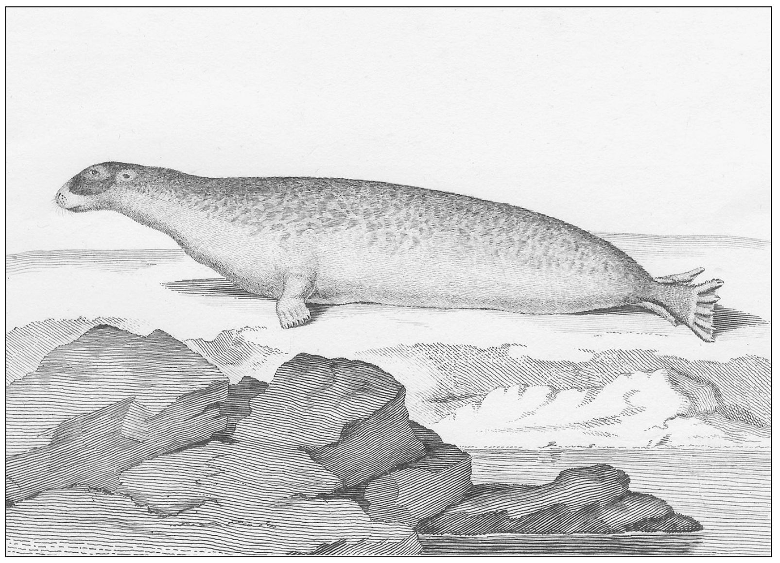 Schreber made this image of phoca hispida a ringed seal common to the Arctic - photo 10