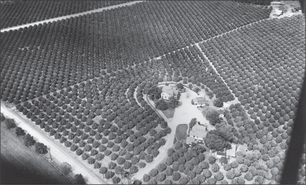 During the early 1900s the citrus industry flourished in the Pomona Valley - photo 4