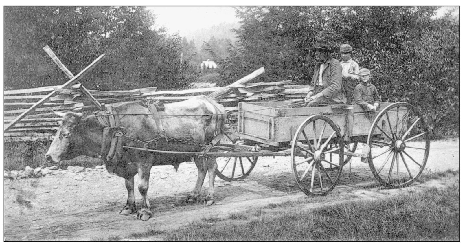 BURKE COUNTY OX AND CART IN 1906 Transportation for farmers consisted of oxen - photo 4