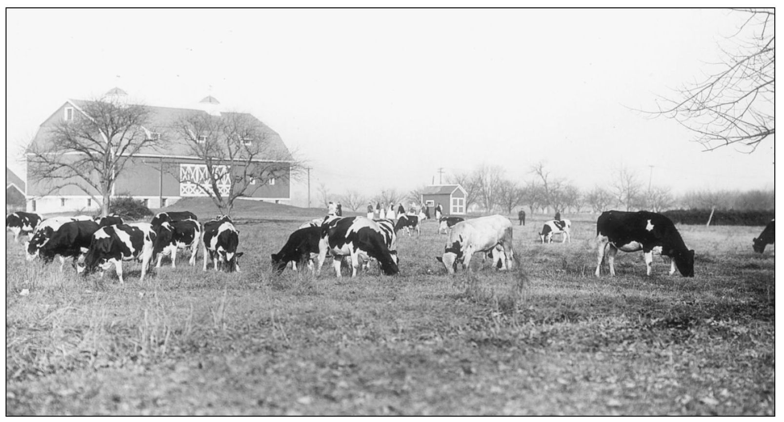 VIEW OF HOLSTEIN-FRIESIAN HERD 1912 In 1898 eight cows and bulls of the - photo 13