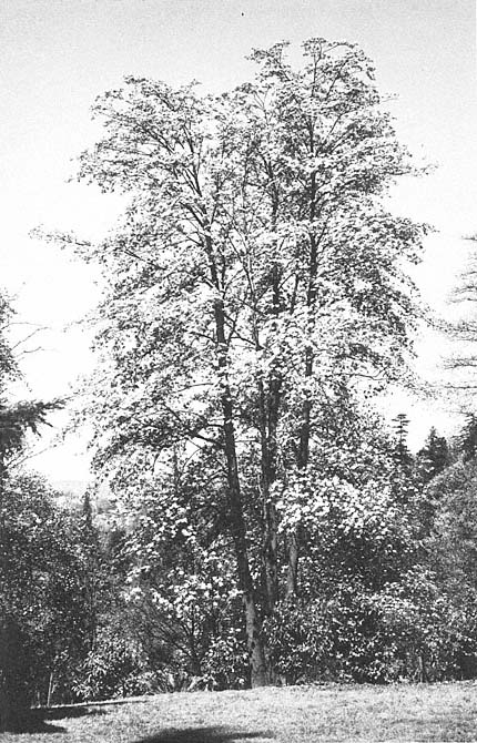 A native specimen of the western dogwood Cornus nuttallii flowering in - photo 2
