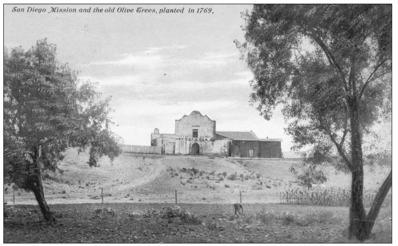 San Diego Mission and the old Olive Trees planted in 1769 is written on the - photo 6