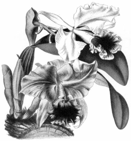 Old print illustrating two varieties of Cattleya labiata Page - photo 2