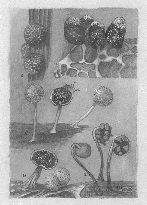 Page 3 Myxomycetes A Handbook of Slime Molds Steven L Stephenson - photo 2