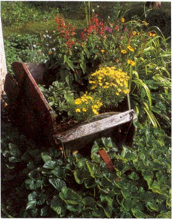 Plate 1 Salvia coccinea Lady in Red Texas sage and Tagetes tenuifolia - photo 3