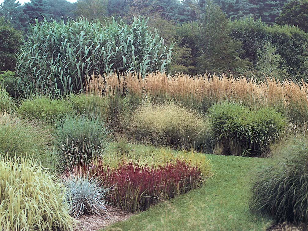 The ornamental grass teaching display at Longwood Gardens Kennett Square - photo 3