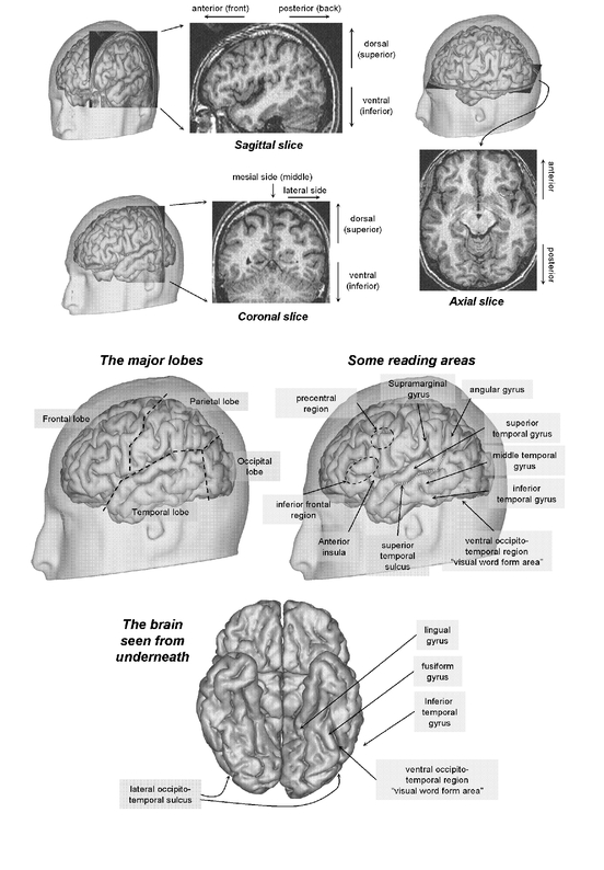 INTRODUCTION The New Science of Reading Withdrawn into the peace of this - photo 3