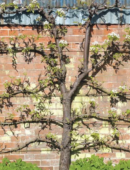 Espalier pears make the productive ornamental The flushes of soft new shoots - photo 20