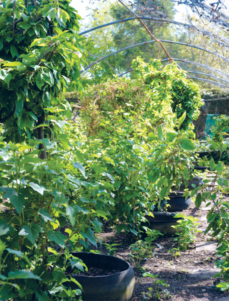 A fruit cage makes more difference than all other pest and disease controls put - photo 5