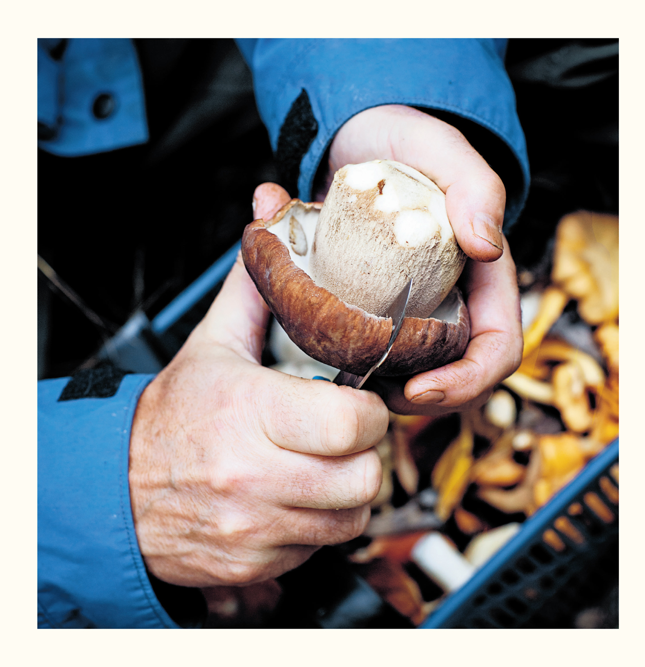 PICKING AND CARING FOR YOUR MUSHROOMS S urely not everyone picks as many - photo 4