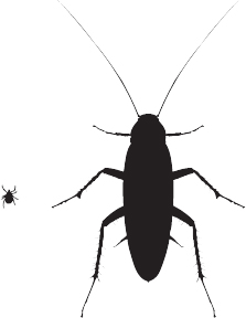 These silhouette images reveal the natural size of specific bugs All the - photo 2