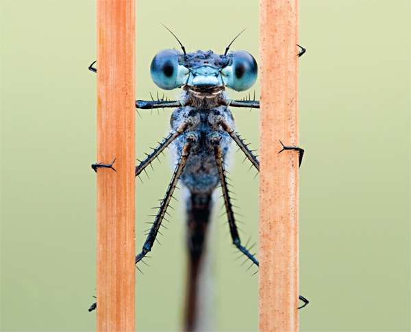 Emerald damselfly Lestes sponsa Body length 30 mm Sdermanland Country - photo 5