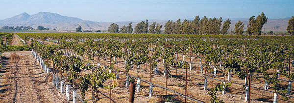 Monoculture galore in California miles of grapes and more grapes The 20th - photo 5