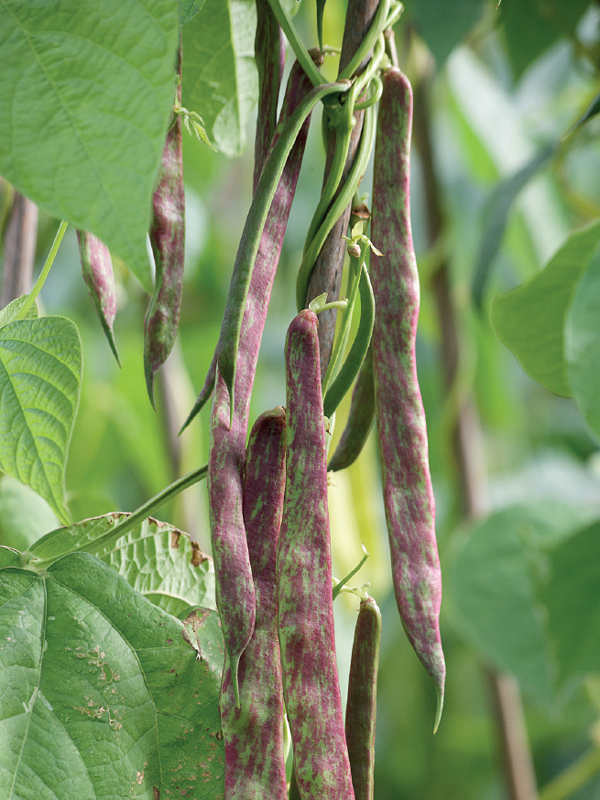 Borlotti beans quickly climb up tall canes producing a heavy crop of speckled - photo 6