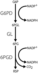 Fig 1 The NADPH-producing steps of the oxidative pentose phosphate pathway - photo 1