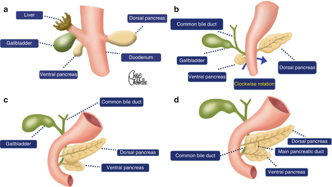 Fig 11 Schematic illustration of the embryologic development of the pancreas - photo 1