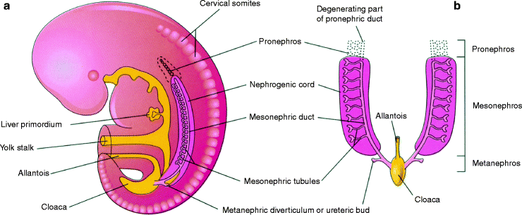 Fig 11 Diagrammatic sketches illustrating the three sets of excretory systems - photo 1