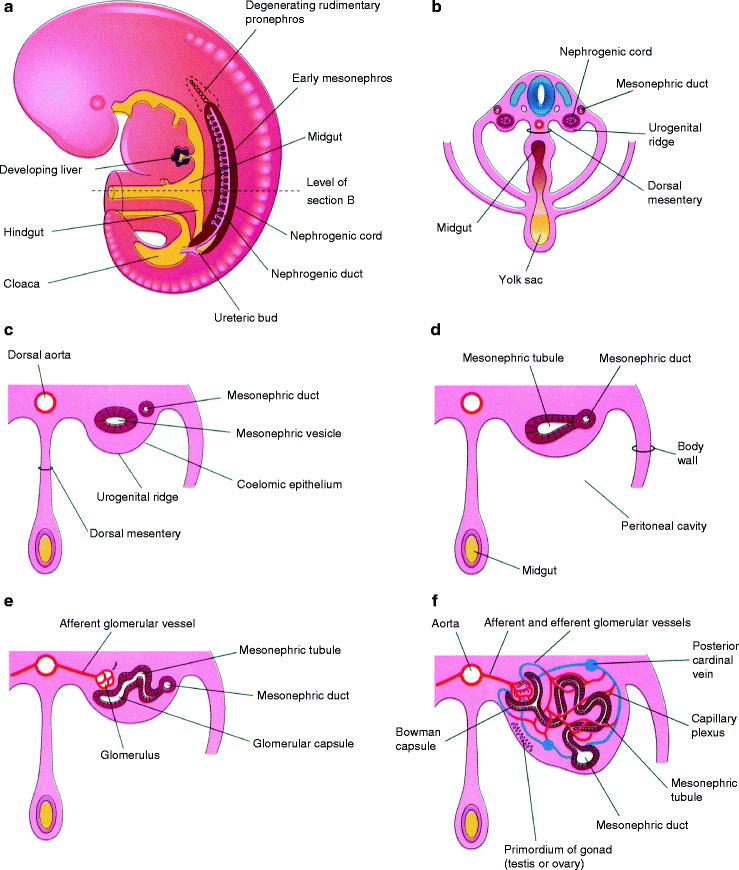 Fig 12 a Sketch of a lateral view of a 5-week embryo showing the extent - photo 2