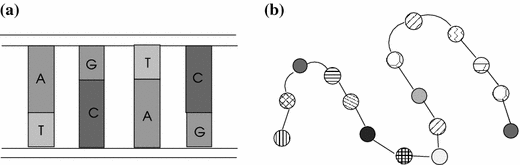 Fig 11 a DNA double helix structure b A protein structure having a linear - photo 1