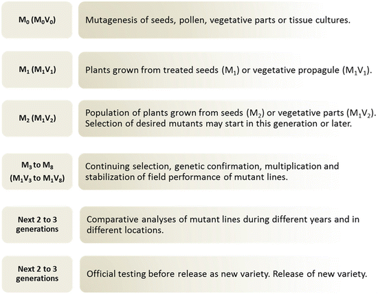 Fig 13 Traditional mutation breeding scheme Each row describes the steps for - photo 3