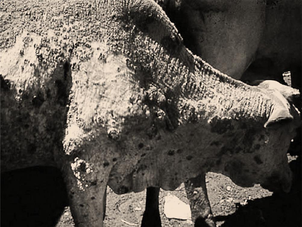 A chronic skin infection in a zebu cow showing exudative dermatitis with heavy - photo 4