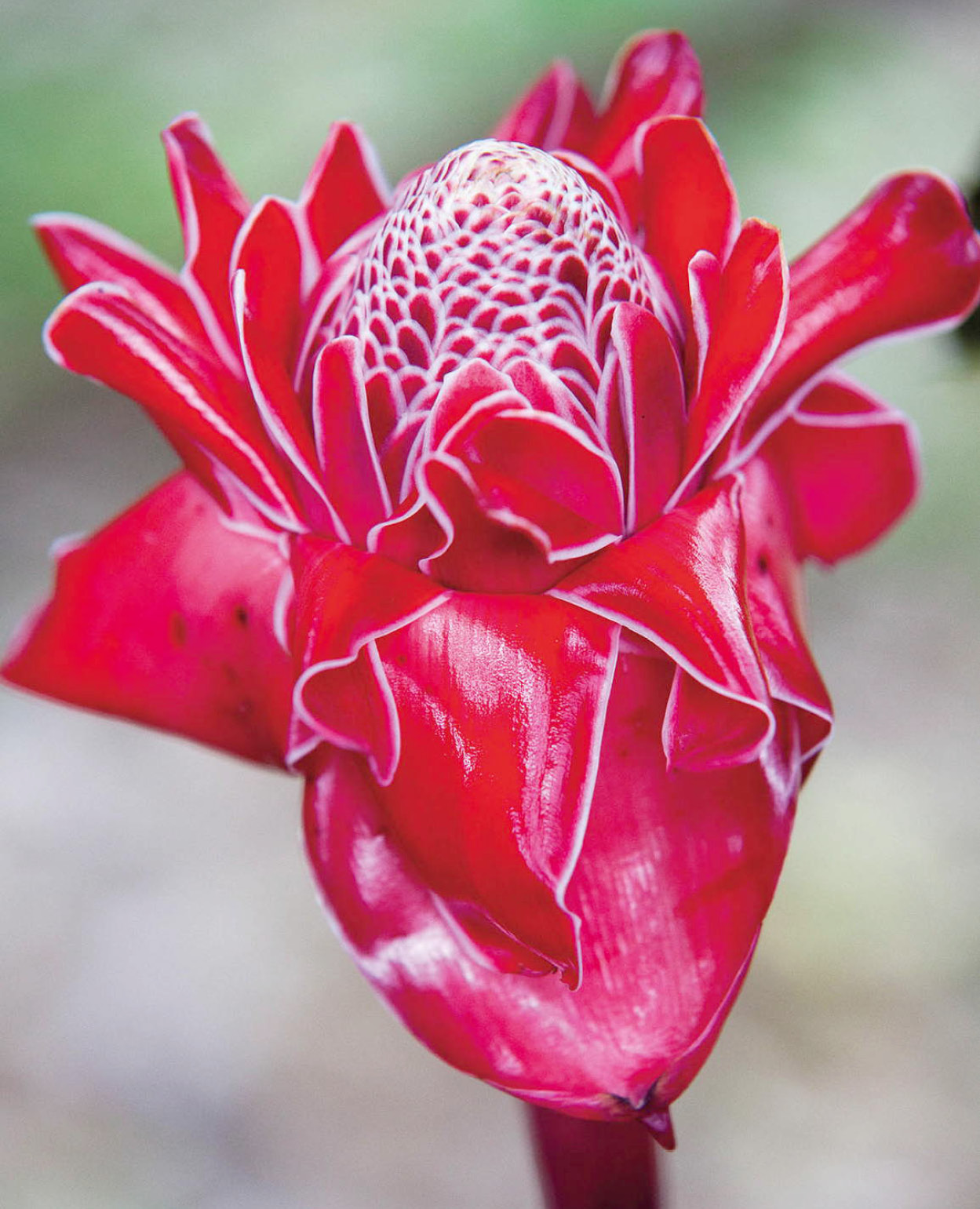 Pink torch ginger flower in the Orosi Valley Corrie WingateApa Publications - photo 3