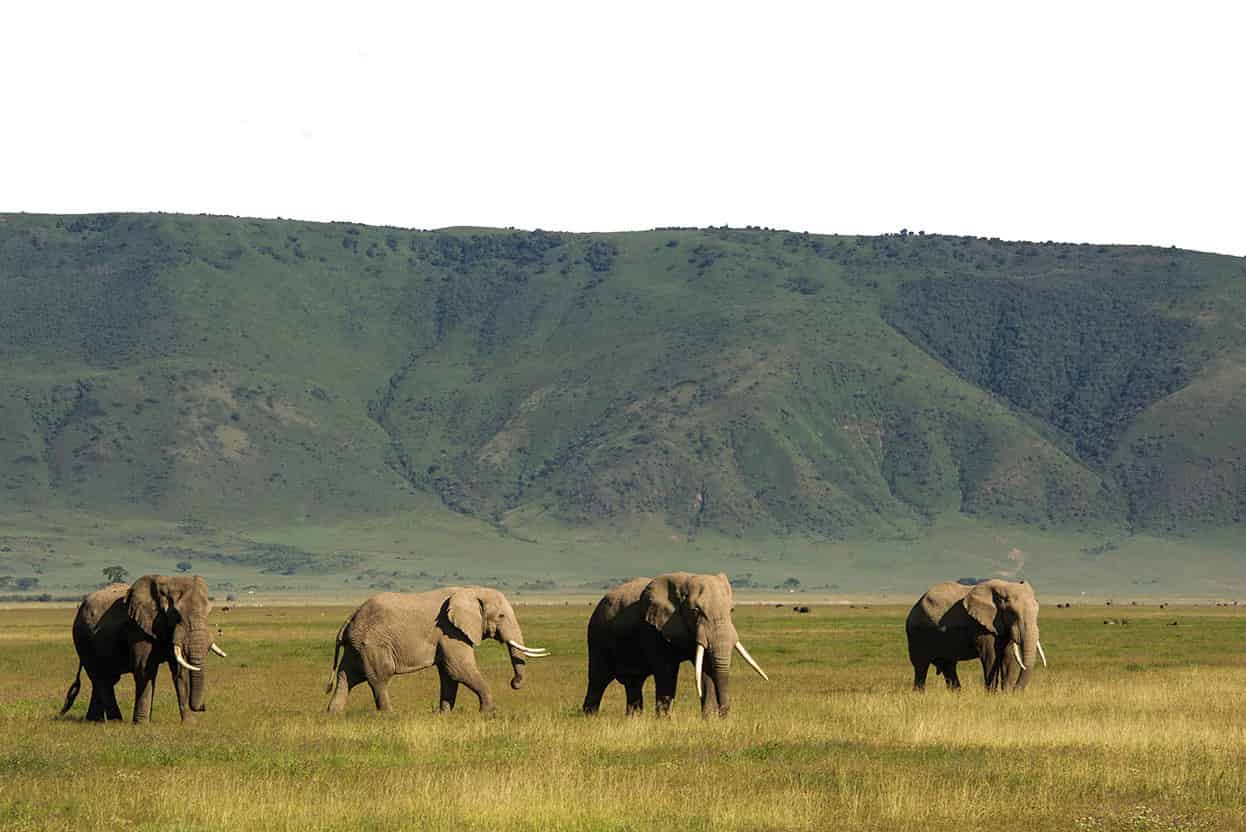 Ngorongoro Crater This vast and immensely scenic caldera supports around - photo 5