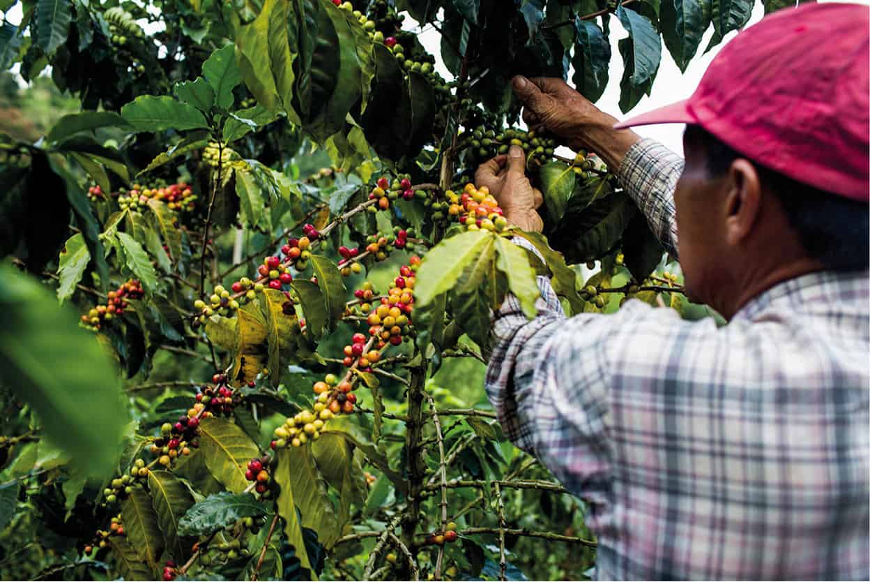 Zona Cafetera In the mountains south of Manizales lies Colombias premier - photo 7