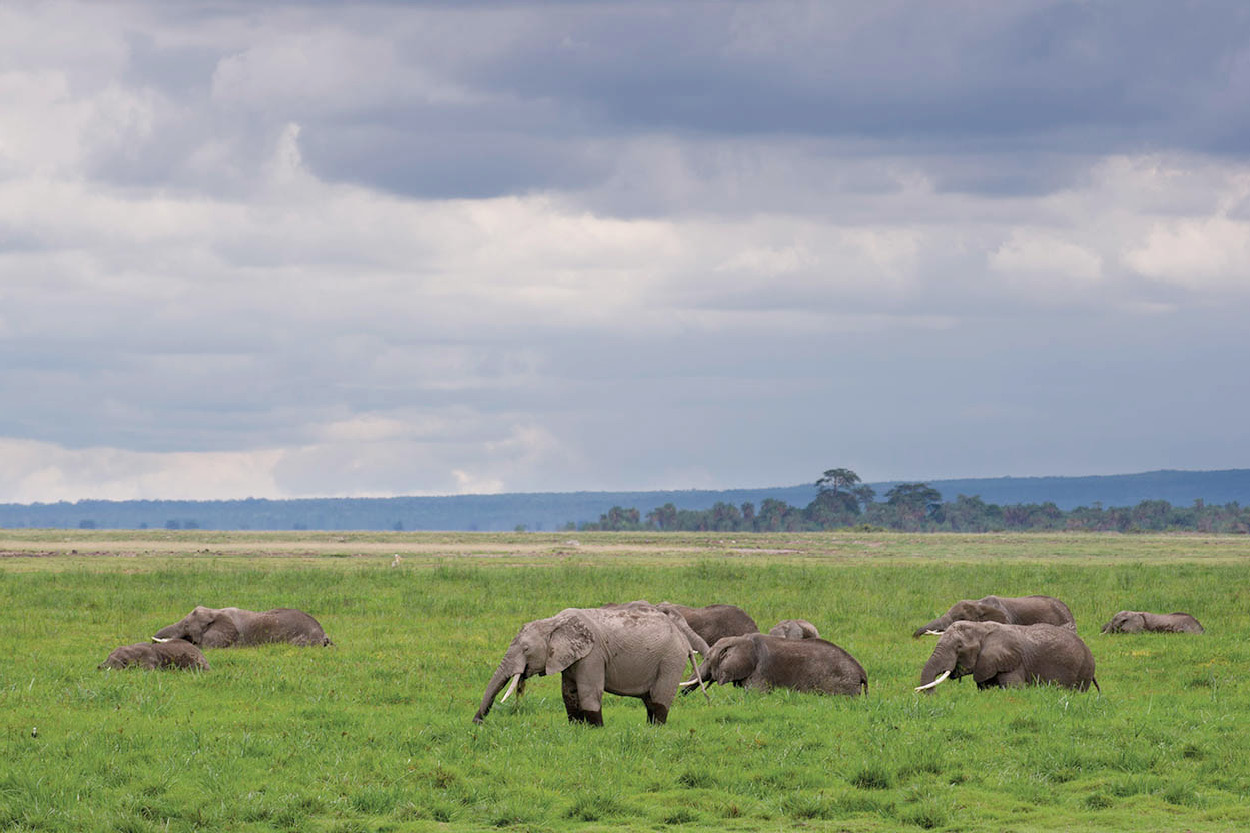 Top Attraction 3 Amboseli National Park Kenyas biggest and most habituated - photo 9