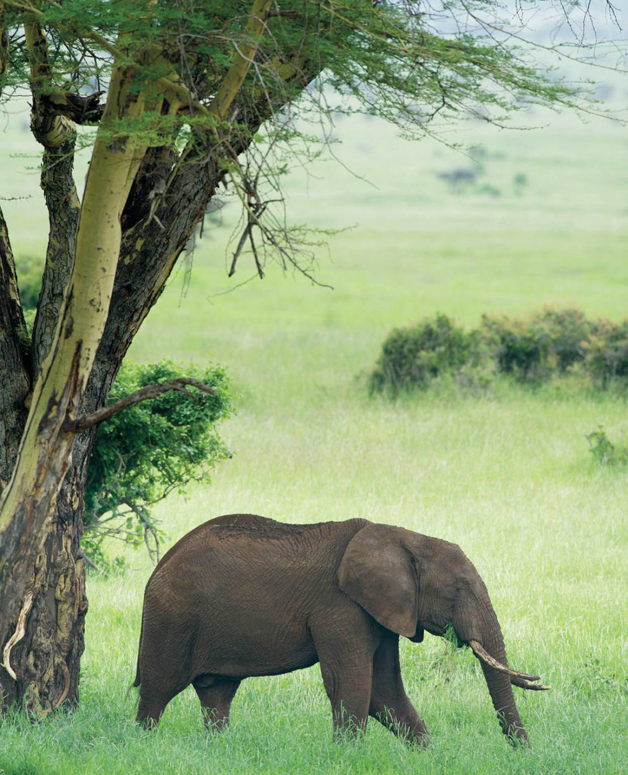 Elephant in Lewa Wildlife Conservancy Ariadne Van Zandbergen Kenyas immense - photo 3