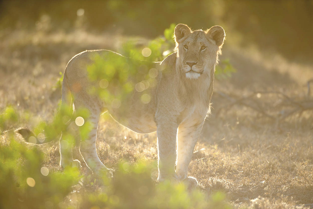 Top Attraction 2 Maasai Mara National Reserve The northern extension of the - photo 8