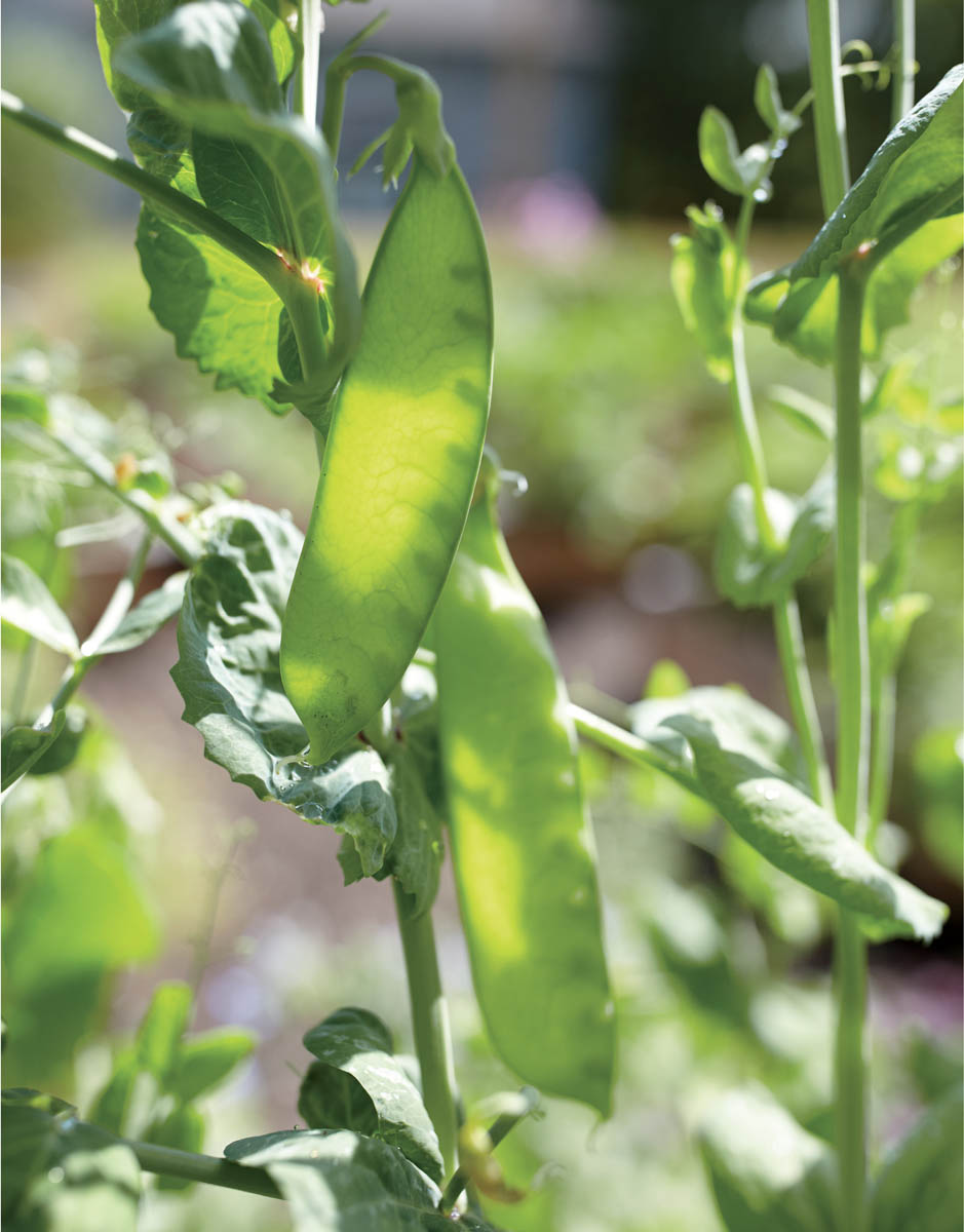 Contents Like tomatoes Try ground cherries Cape gooseberries tomatillos - photo 3