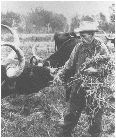 EH Marks hand feeding one of his favorite longhorns Photo courtesy E M - photo 5