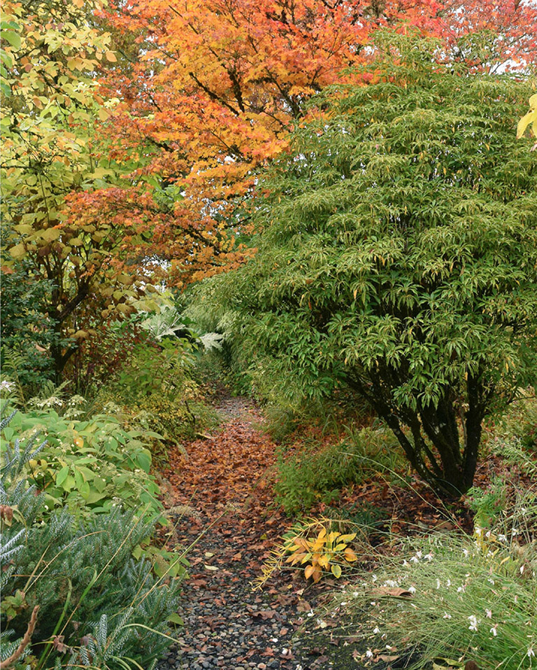 A Japanese maple takes on orange tones behind an exquisite evergreen wheel tree - photo 1