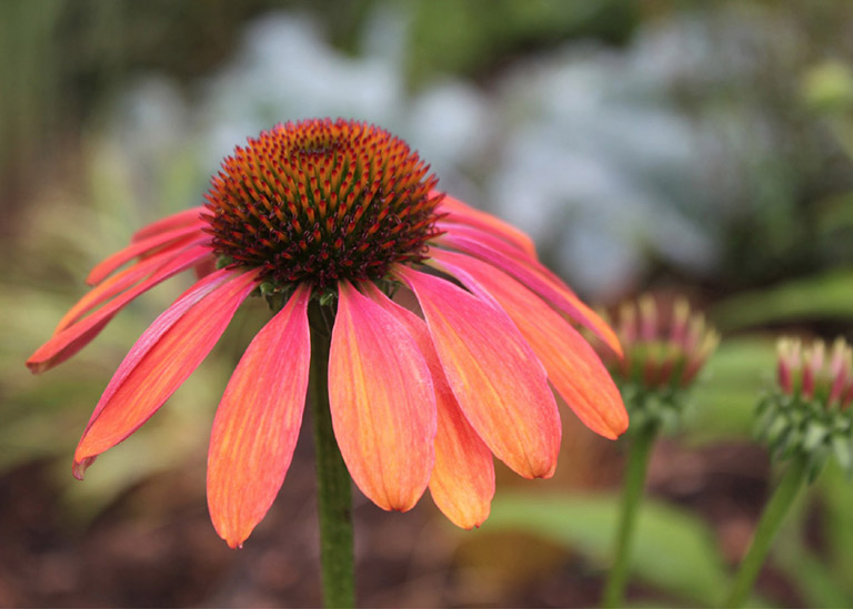 Contents Gardens that live in harmony with their surroundings possess an - photo 2