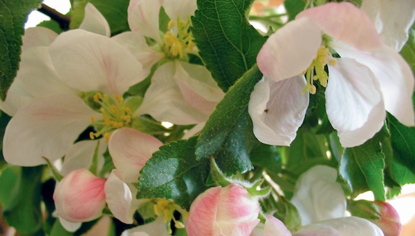 Apple blossom time Because the valley lies in the rain shadow of the Cascades - photo 4