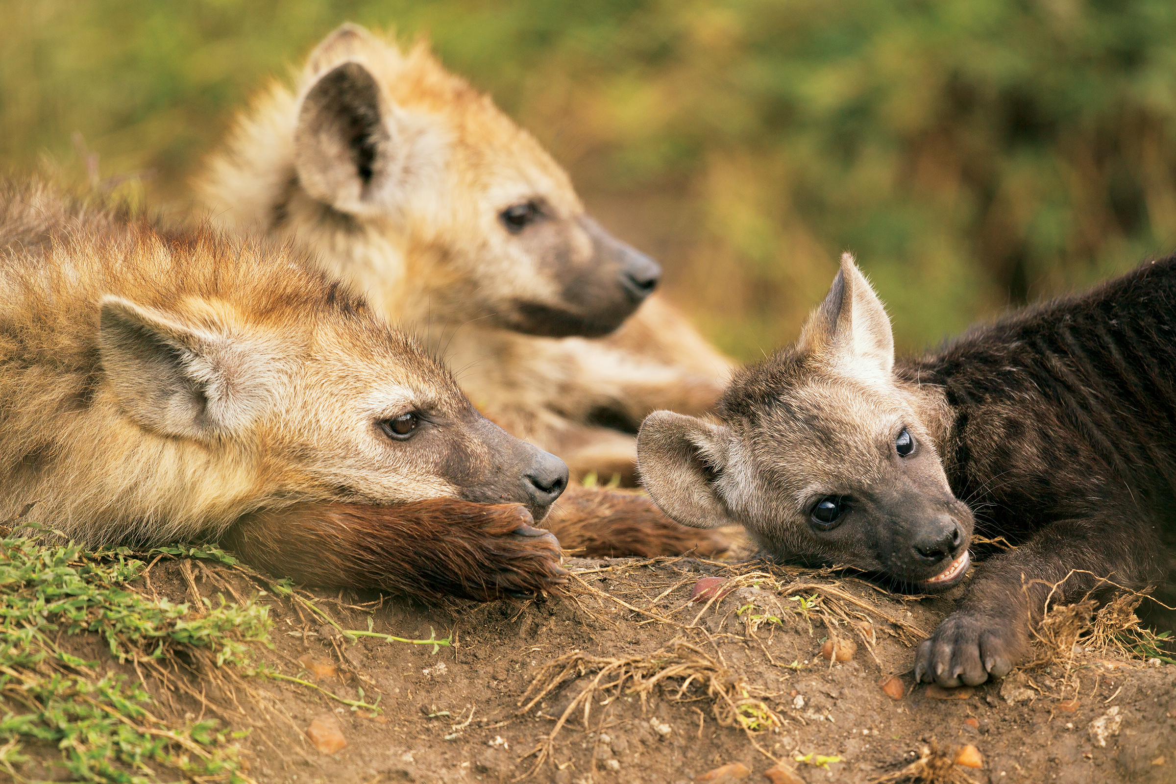 The cubs in the den playfully tease each other Modern hyenas like humans - photo 5