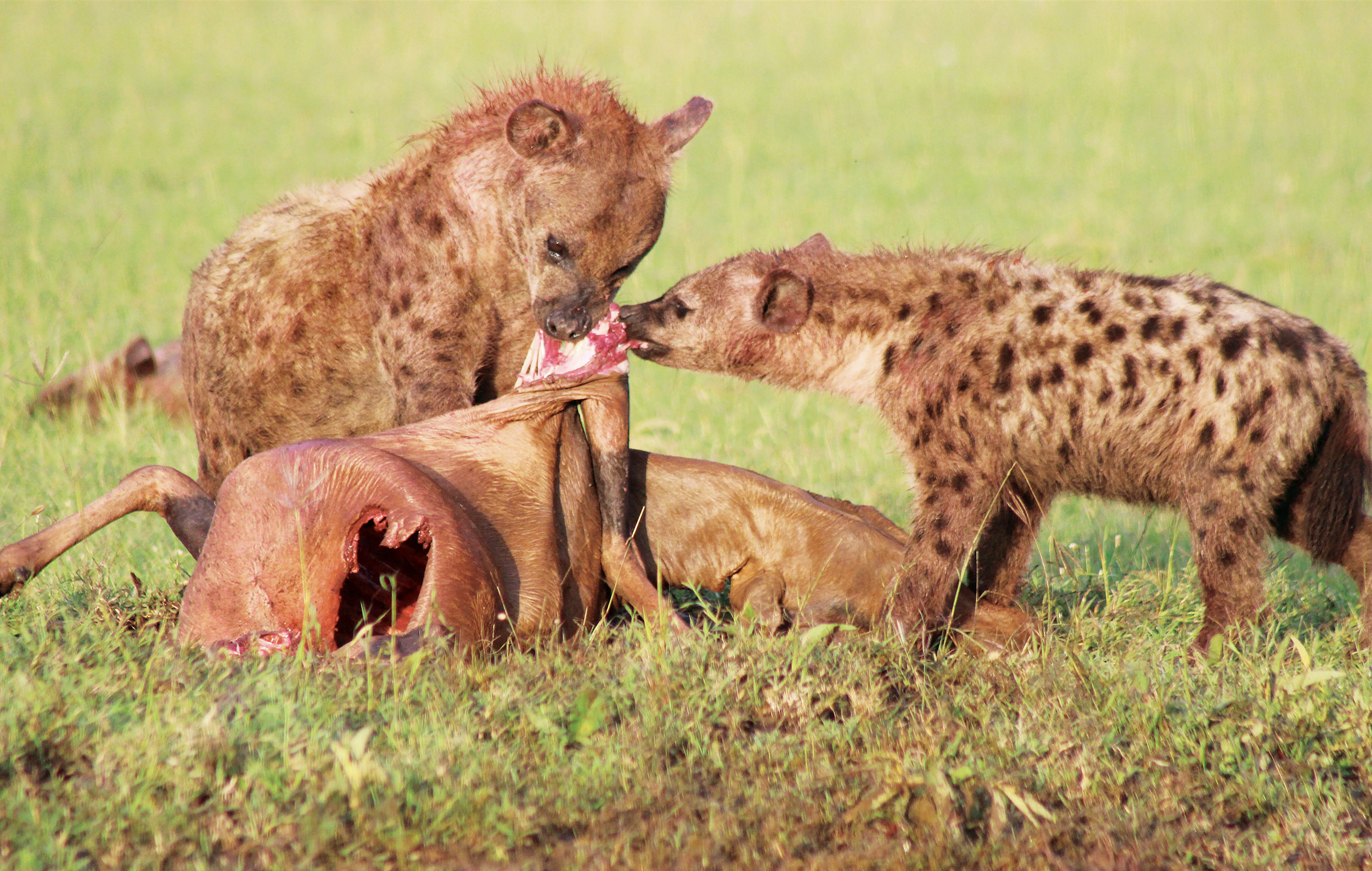 Hyenas are formidable carnivores These have brought down a topi Spotted - photo 9