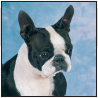 Boston Terrier - image 5