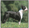 Boston Terrier - image 6