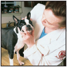 Boston Terrier - image 10