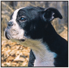 Boston Terrier - image 11