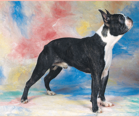 The original Boston Terriers were ratters of high skill and productivity The - photo 13