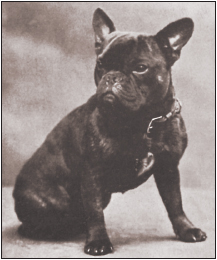 An early French Bulldog in England shows the breeds obvious similarities to the - photo 15